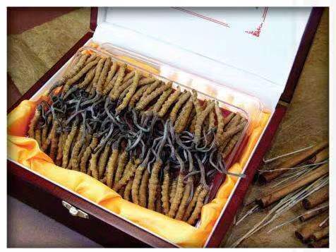 竞秀冬虫夏草回收